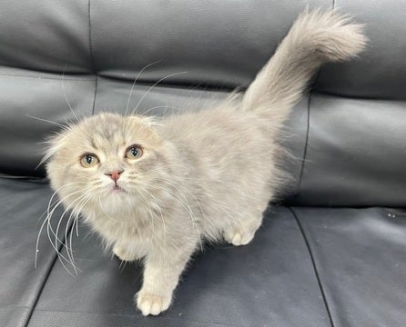 05/03 撮影  たれ耳さんです🐱