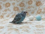 セキセイインコ ヒナ