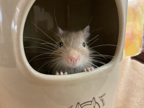 こちらをそっとのぞいてきます🥰