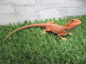 フトアゴヒゲトカゲ