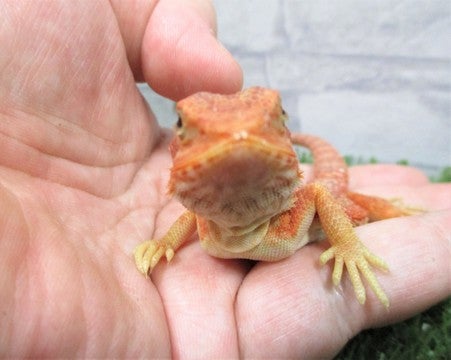 ※撮影日、2025年最新ショット★※成長し写真とは異なる場合がございます※
