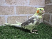 オカメインコ ヒナ (色変わり)