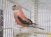 アキクサインコ ヒナ