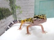 ヒョウモントカゲモドキ