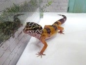 ヒョウモントカゲモドキ