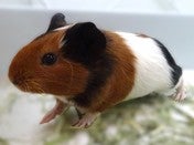ショートモルモット