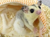 フクロモモンガ (色変わり)