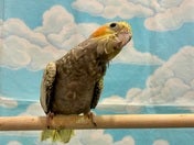 オカメインコ (色変わり)