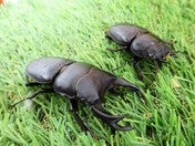 国産クワガタ