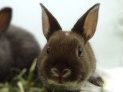 ネザーランドドワーフラビット