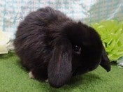 ロップイヤーラビット