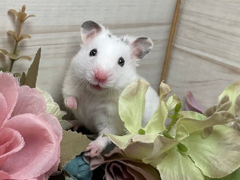 5/4撮影🐹