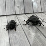 【2025/05/04 撮影】