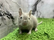 デグー (色変わり)