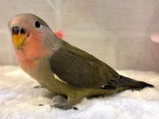 コザクラインコ ヒナ (色変わり)