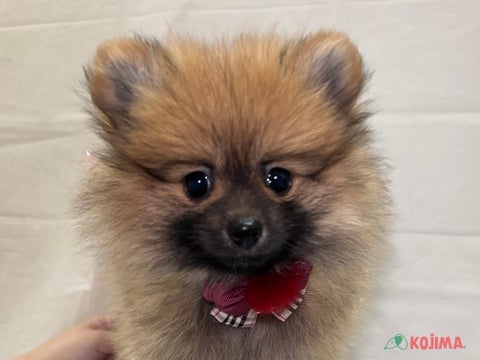 5/4撮影  もふもふちゃん(^^♪