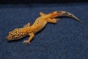 ヒョウモントカゲモドキ