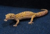ヒョウモントカゲモドキ