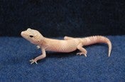 ヒョウモントカゲモドキ
