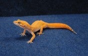 ヒョウモントカゲモドキ