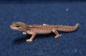 ヒョウモントカゲモドキ