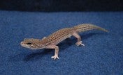 ヒョウモントカゲモドキ