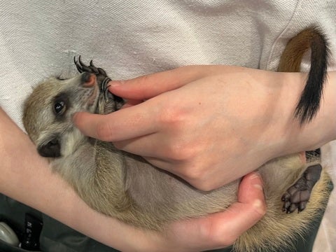 甘えん坊ミーア