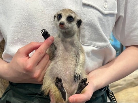 Hi