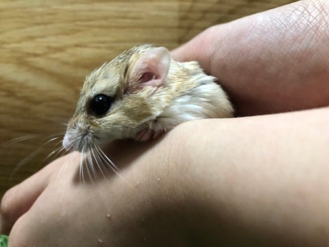 【5月4日撮影】尻尾が太いです