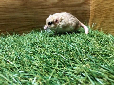 【5月4日撮影】