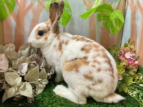 密度の高い毛質が特徴のミニレッキスちゃん！
