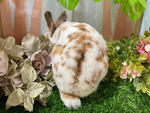 斑点の模様が可愛いです🥰