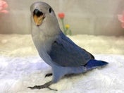 コザクラインコ ヒナ (色変わり)