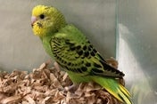 好奇心旺盛なセキセイさんです🦜✨🫧2025年5月4日撮影📸