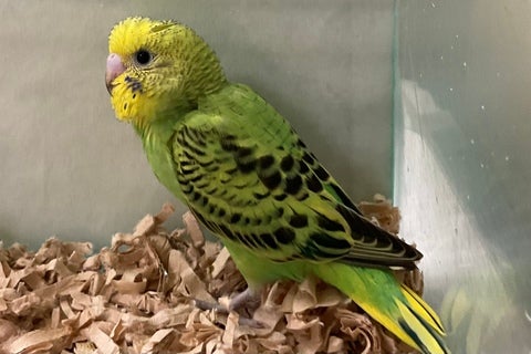 好奇心旺盛なセキセイさんです🦜✨🫧2025年5月4日撮影📸