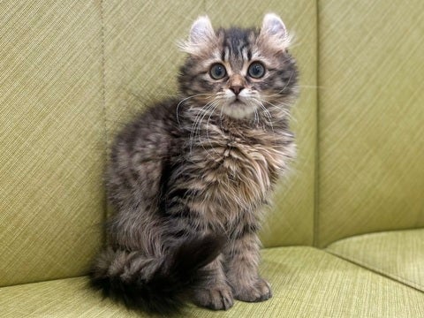 【2025/05/04撮影】パッチリお目目のイケメンくん🐱💕
