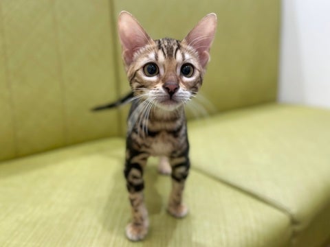 【2025/05/04撮影】ばっちりカメラ目線✨