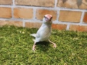 ブンチョウ ヒナ (シルバー)