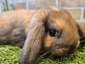 ロップイヤーラビット