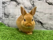 ネザーランドドワーフラビット