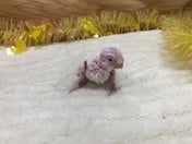 【5月4日撮影】1日3回さし餌が必要な子になります