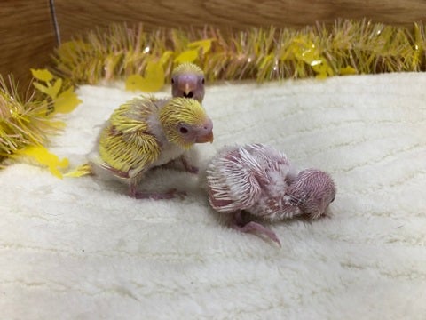 【5月4日撮影】