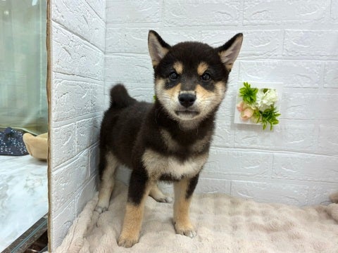 足立店だけ！ご来店ご契約で成長がわかるフォトカードプレゼント💕
