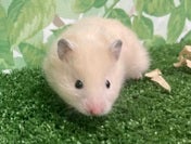 キンクマハムスター