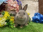 ネザーランドドワーフラビット