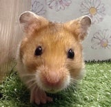 ゴールデンハムスター