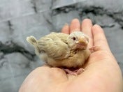 ブンチョウ ヒナ (シナモン)