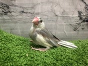 ブンチョウ ヒナ (シロ)