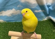 セキセイインコ ヒナ