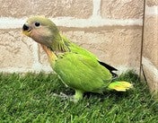 コザクラインコ ヒナ (色変わり)